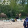 Kaiserslautern: Entlaufenes Kamel in der Entersweilerstraße