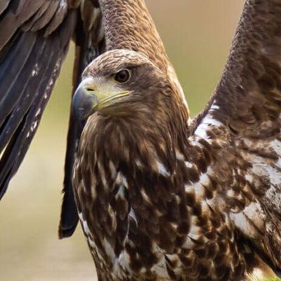 Familienticket für den Naturwildpark in Freisen zum halben Preis!